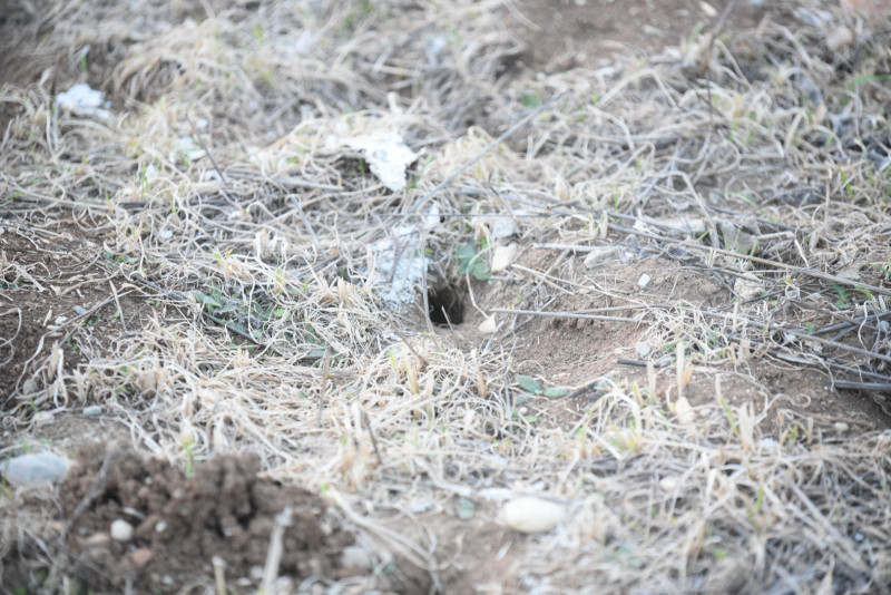 Λάρισα: Ποντίκια σε οικόπεδο δίπλα από σχολεία