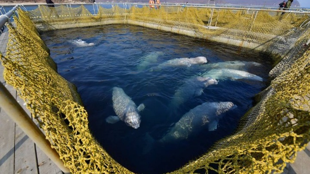 Πώς εμφανίστηκε η εμμηνόπαυση στα θηλαστικά;- Η ιστορία της «γιαγιάς φάλαινας»