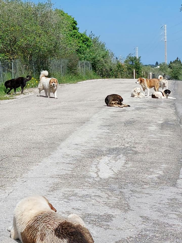 Πρέβεζα: 400 αδέσποτα σε ένα χωριό