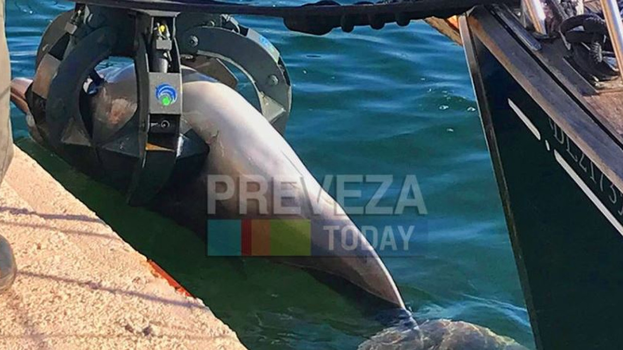 Πρέβεζα: Νεκρό δελφίνι ξεβράστηκε στο λιμάνι