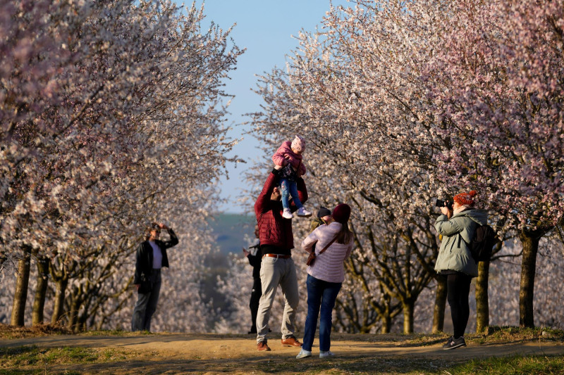 αμυγδαλιές