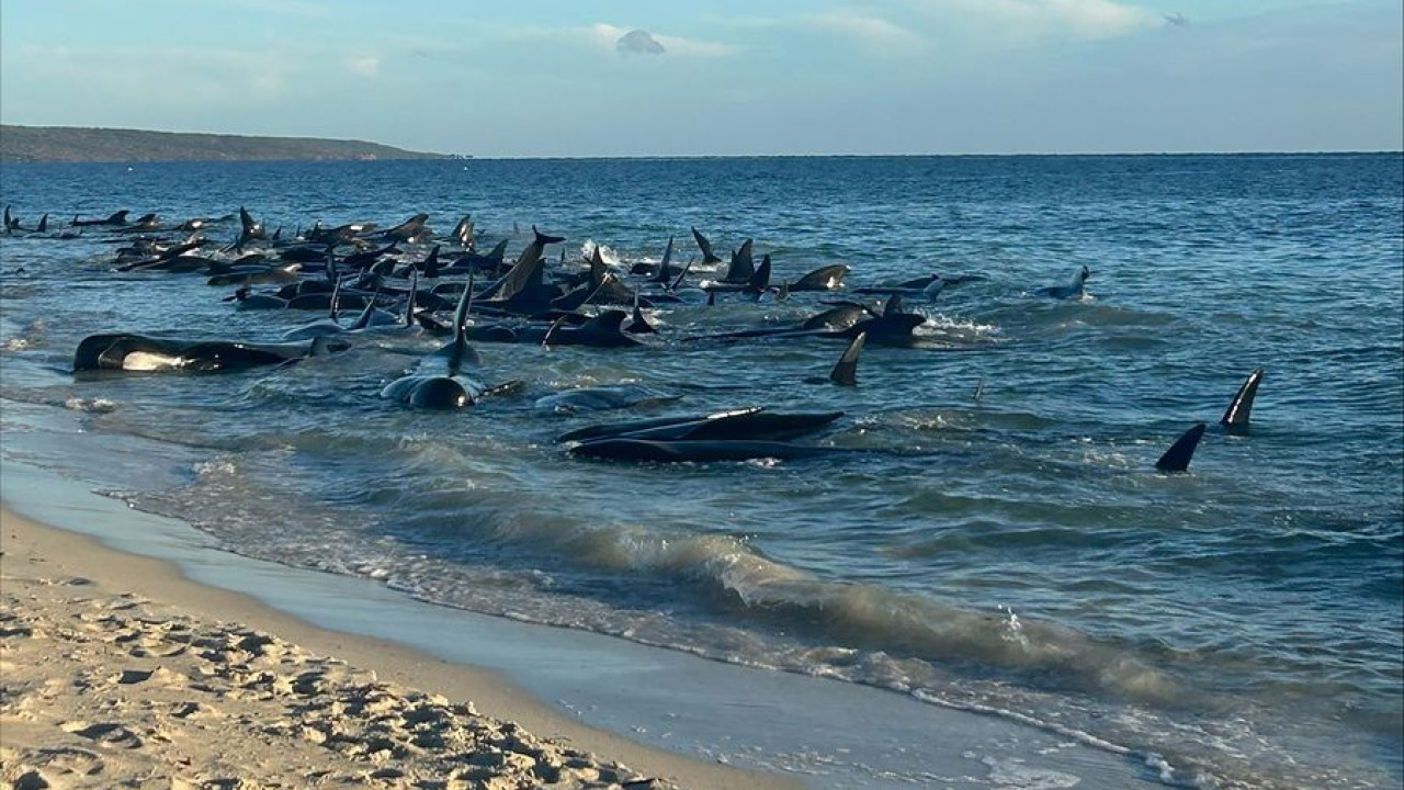 Αυστραλία: Δεκάδες φάλαινες - πιλότοι εξόκειλαν σε ακτή νότια του Περθ