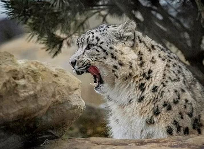 Δύο λεοπαρδάλεις του χιονιού σε ζωολογικό κήπο της Βρετανίας μετά από 93 χρόνια