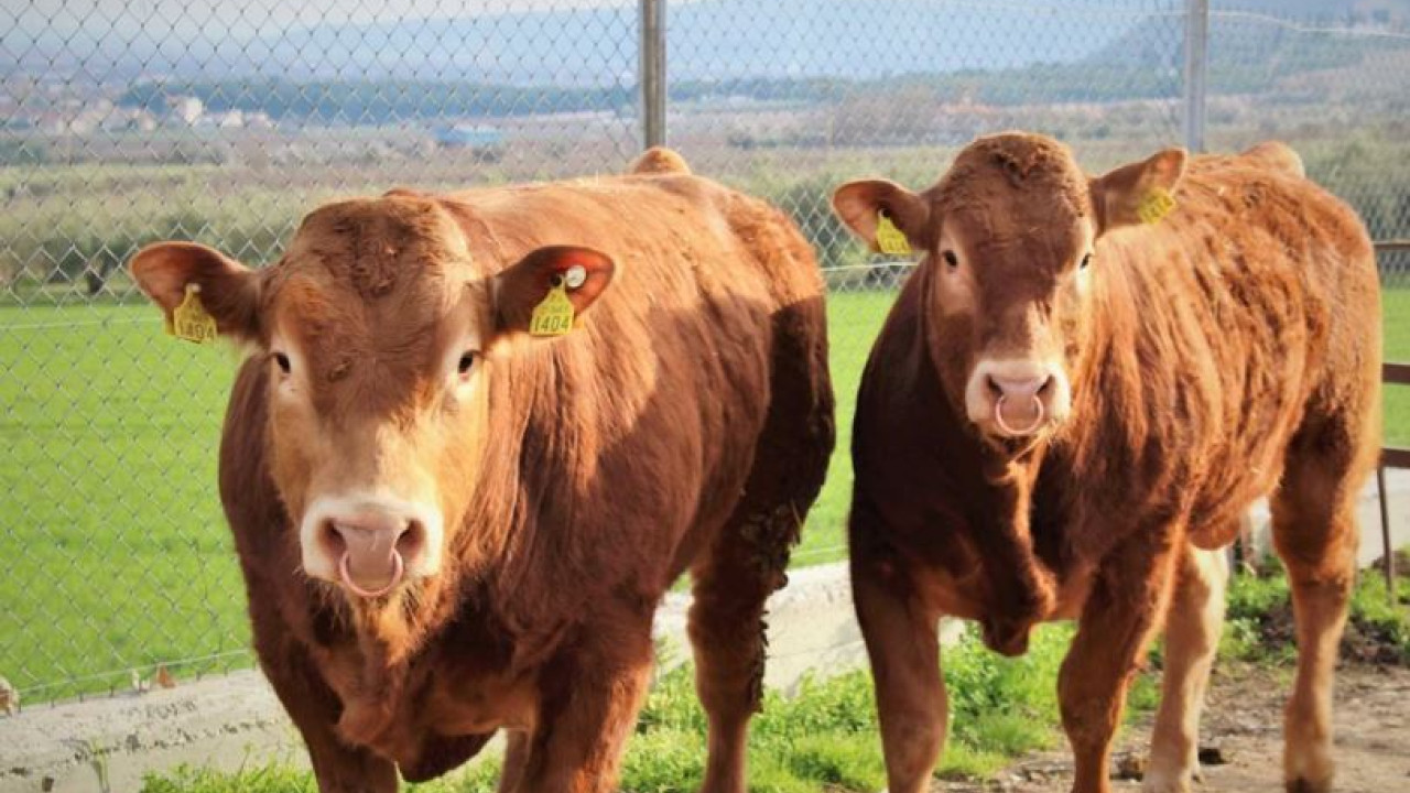 Γρίπη των πτηνών: Ο ΠΟΥ προειδοποιεί για εξάπλωση σε αγελάδες εκτός ΗΠΑ