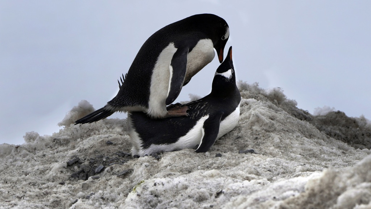 Η υπερθέρμανση οδήγησε σε μείωση της αναπαραγωγής των αυτοκρατορικών πιγκουίνων