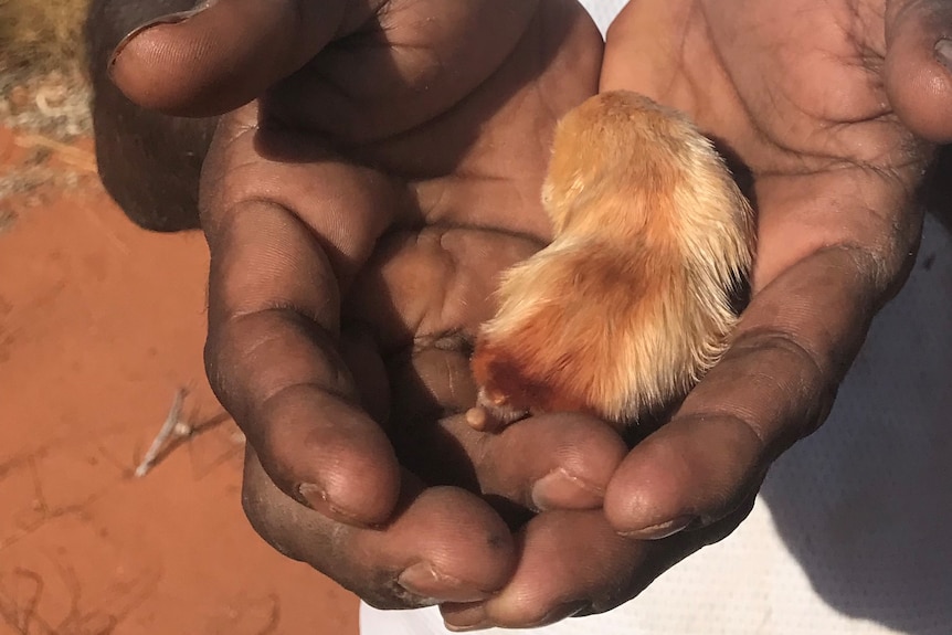 Κακαρατούλ: Σπάνιες φωτογραφιές του μικρού θηλαστικού της Αυστραλίας