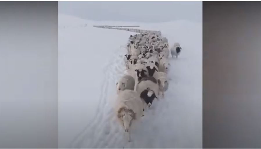 Κλιματική κρίση- Μογγολία: Το φαινόμενο dzud σκότωσε σχεδόν 5 εκ. ζώα