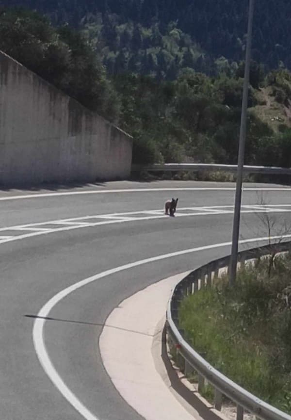 Μέτσοβο: Βόλτα αρκούδας στον κόμβο - Δείτε βίντεο