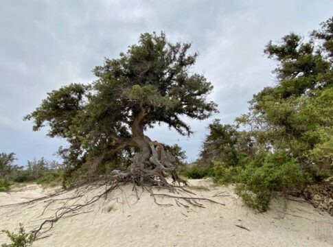Νήσος Χρυσή: Τι ισχύει για τους επισκέπτες