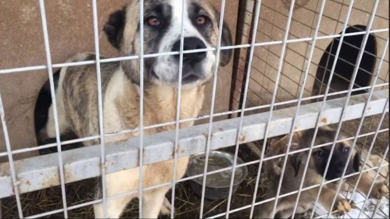 Παγκόσμια Ημέρα Αδέσποτων Ζώων: Τι μπορούμε να προσφέρουμε στις φιλοζωικές