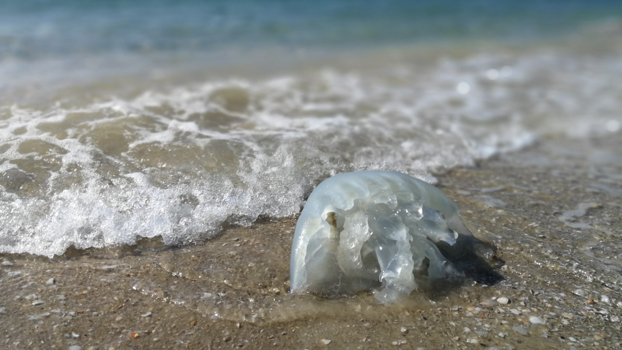 Ρόδος: Συναγερμός για τις τροπικές μέδουσες που έχουν κατακλύσει τις παραλίες