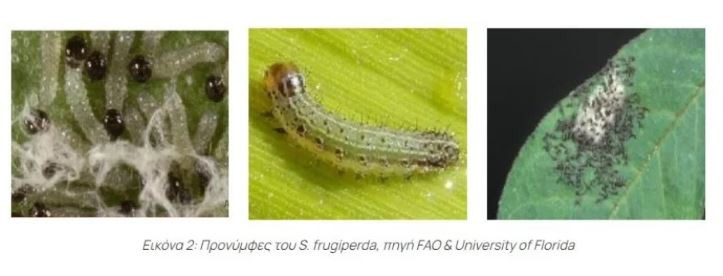 Spodoptera frugiperda: «Επικίνδυνη πεταλούδα» καταστρέφει καλλιέργειες