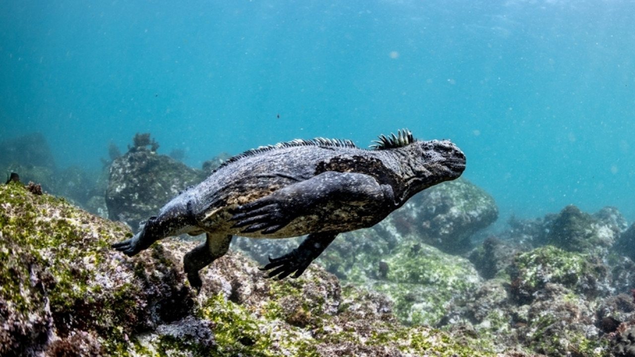Θαλάσσιο ιγκουάνα: Ο κοντινότερος «συγγενής» του… Godzilla στη Φύση – Δείτε βίντεο