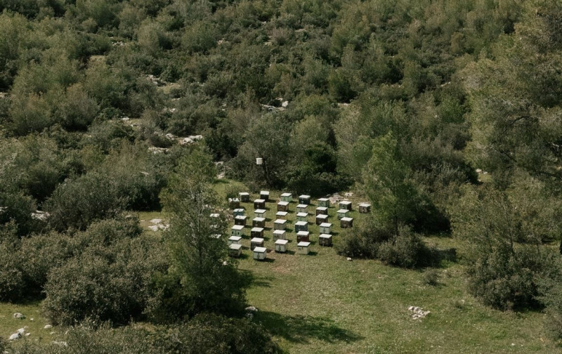TÜV AUSTRIA Hellas και Ξενοδοχειακός Όμιλος SANI/ IKOS: Μεγάλη πρωτοβουλία αναδοχής μελισσιών για την ανασυγκρότηση της βιοποικιλότητας της Πάρνηθας μετά τις πυρκαγιές