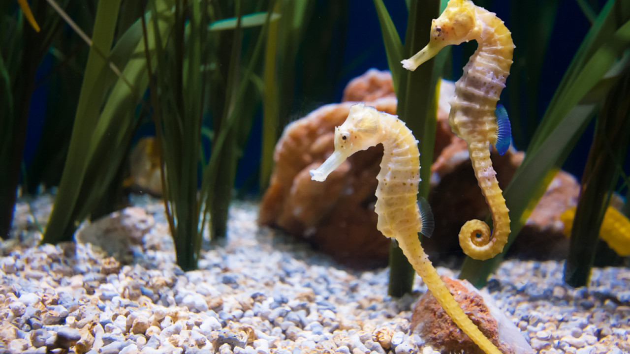 Viral βίντεο: Έτσι γεννούν οι ιππόκαμποι