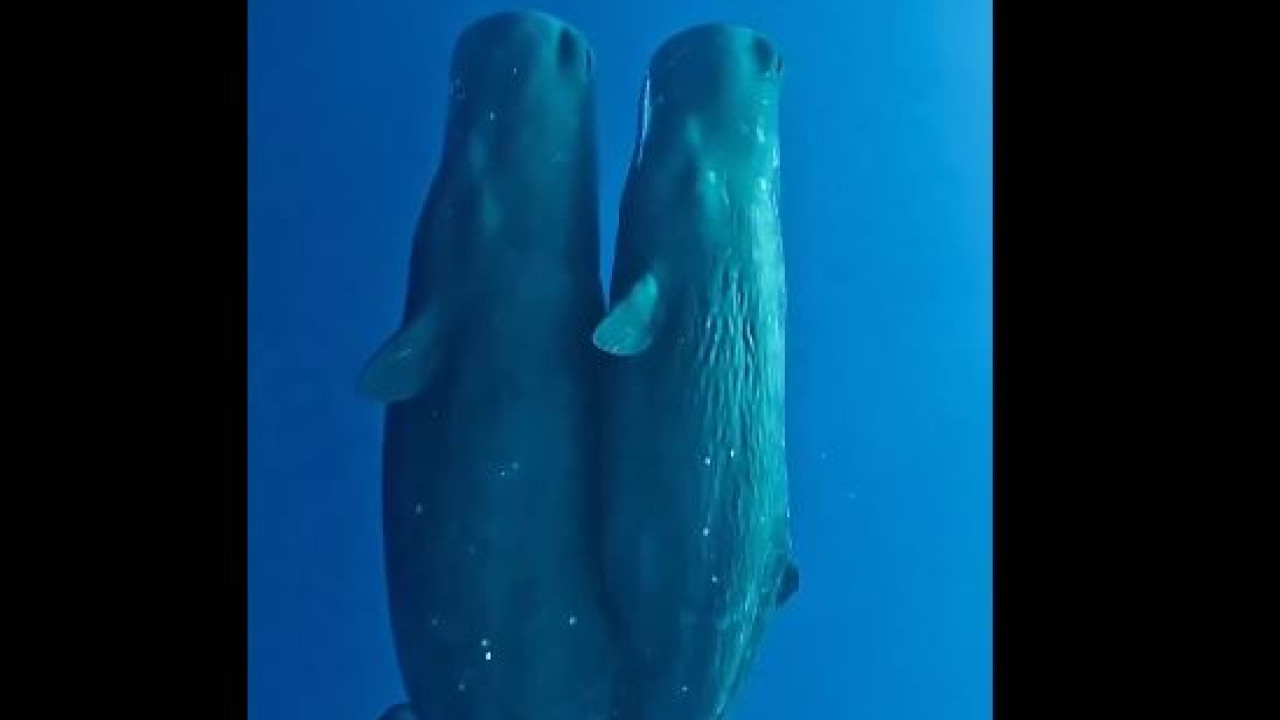 Viral βίντεο: : Οικογένεια φαλαινών κοιμάται γαλήνια στον ωκεανό