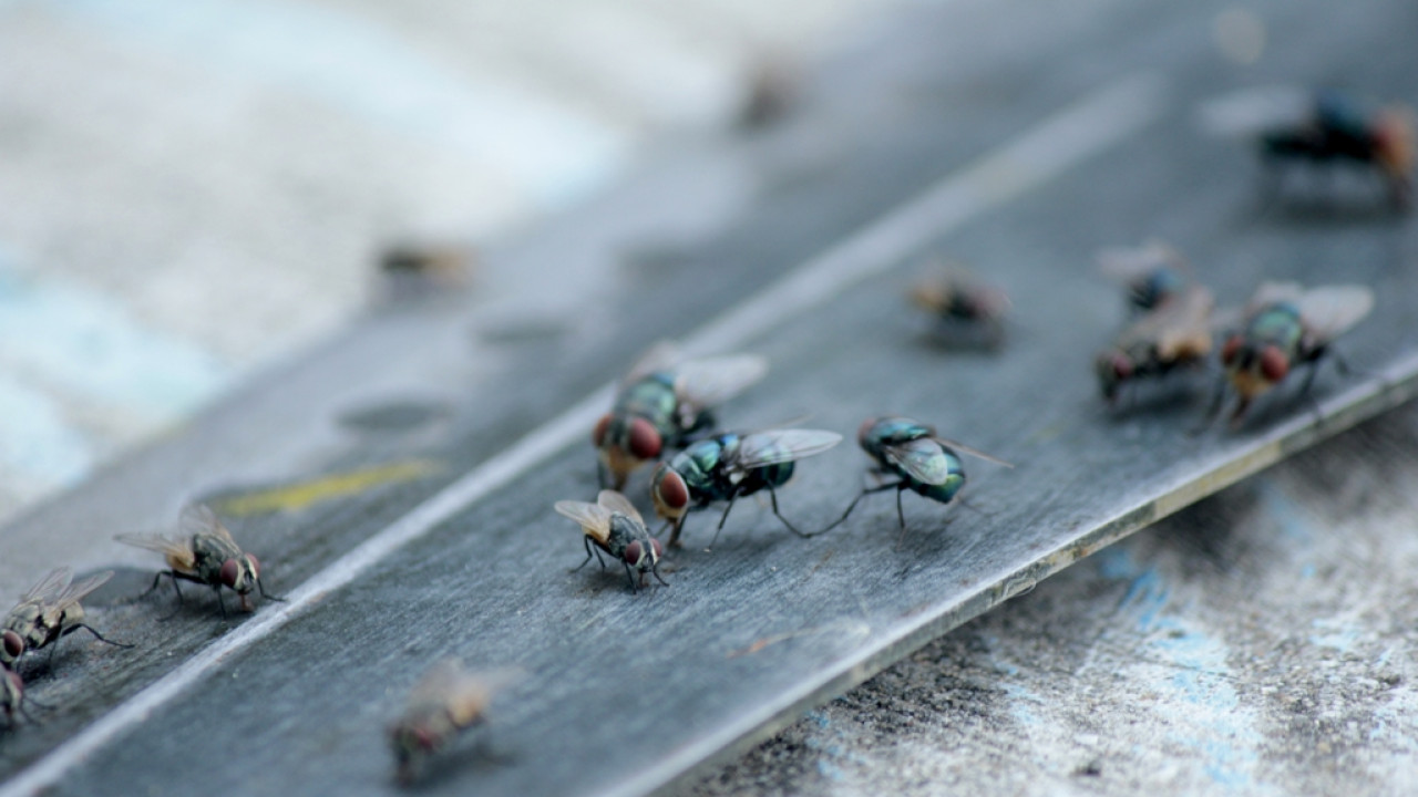 Black Soldier Fly: Μπορούν οι... μύγες να σώσουν τον πλανήτη;