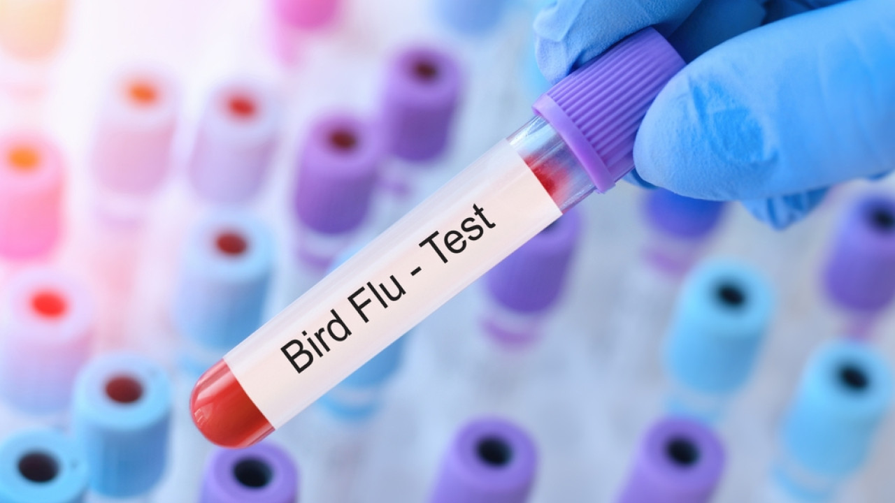Γρίπη των Πτηνών: Γιατί δεν μπορεί να προκαλέσει προς το παρόν πανδημία