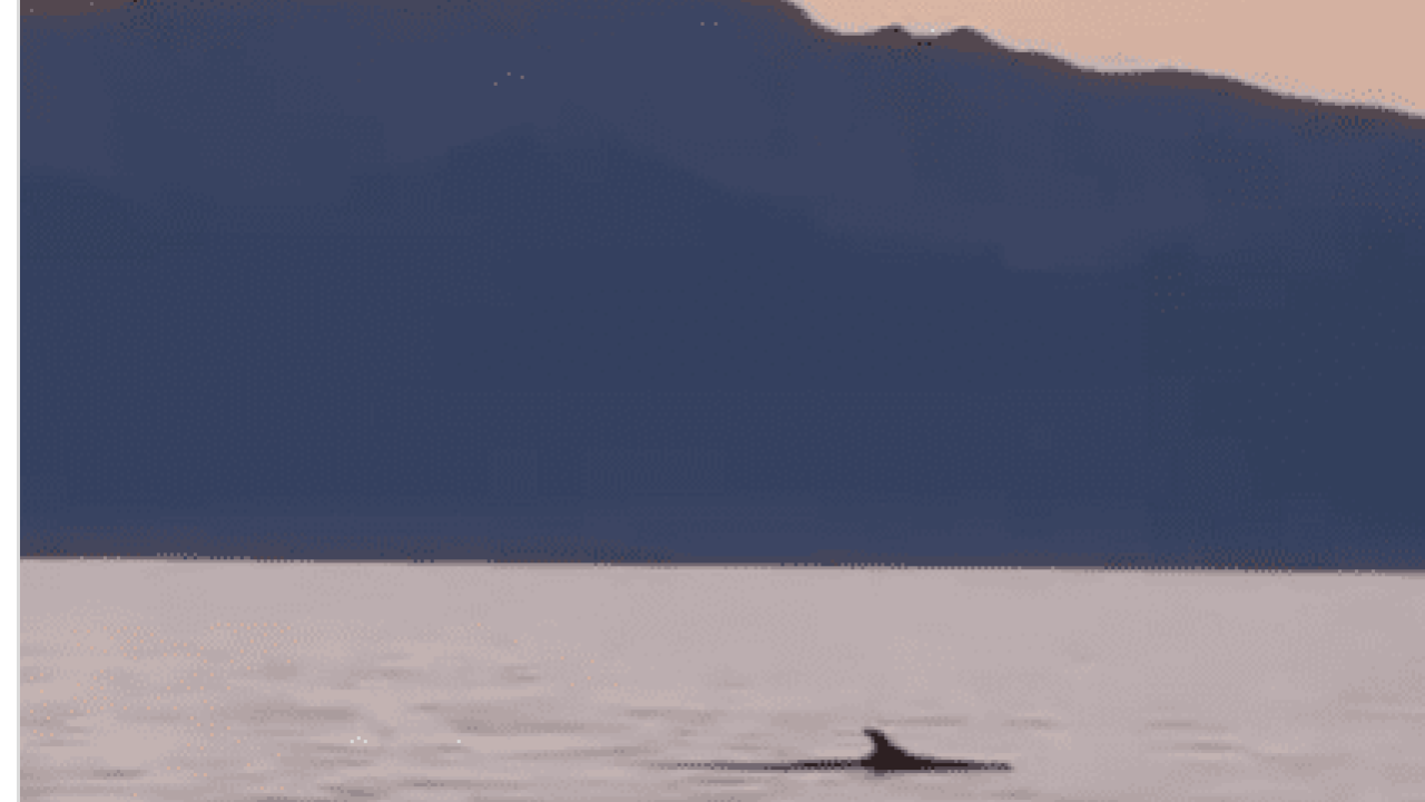 Ηλιοβασίλεμα με δελφίνια στην Εύβοια