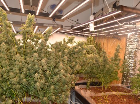 Ηράκλειο: Εικόνες από τη χασισοφυτεία που βρέθηκε σε βίλα – Δύο αδέρφια οι καλλιεργητές