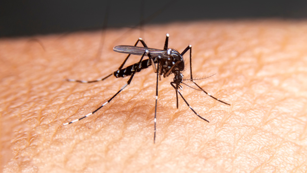 Κλιματική κρίση: Δάγγειος πυρετός και ελονοσία απειλούν την Ευρώπη λόγω της αύξησης των κουνουπιών