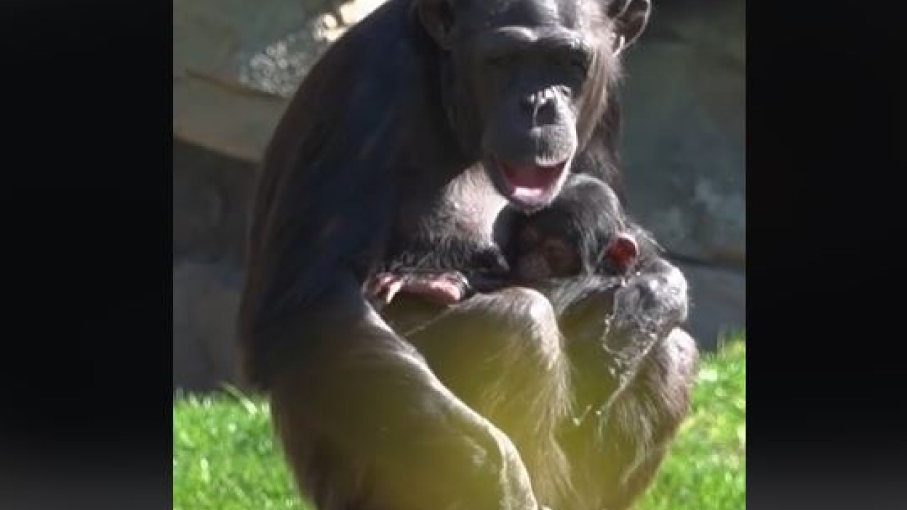 Βαλένθια: Μαμά χιμπατζίνα θρηνεί το νεκρό μωρό της που έχει αγκαλιά επί μήνες
