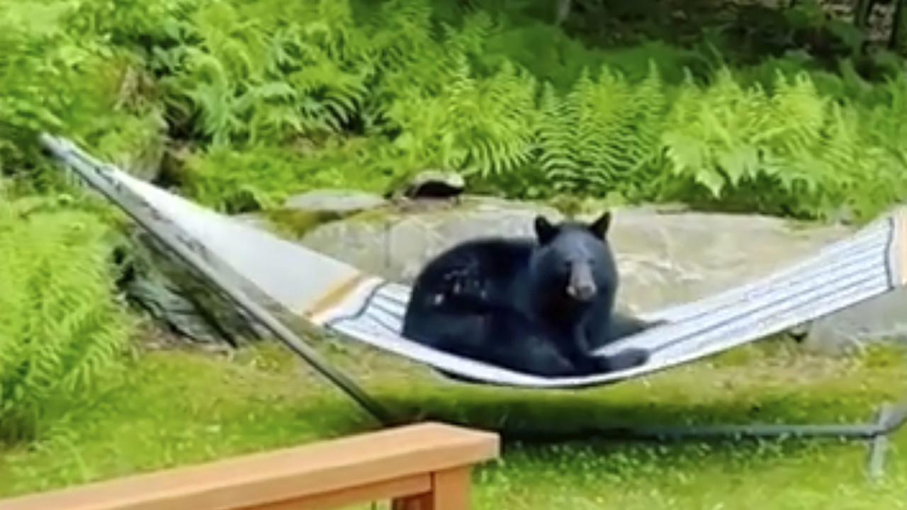Απολαυστικό βίντεο: Αρκουδίτσα χαλαρώνει σε αιώρα και η... φίλη της την παρακολουθεί