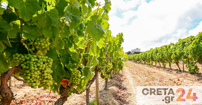 Δ. Αποκορώνου: Έως 26 Ιουνίου οι δηλώσεις ζημιάς σε καλλιέργειες από τον καύσωνα