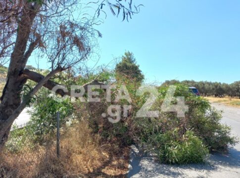 Έπεσε τμήμα δέντρου σε παράλληλο του ΒΟΑΚ (εικόνες)