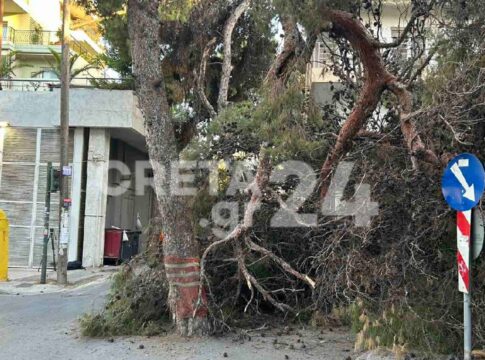 Η «Ανθρώπινη Ασπίδα» για τις πτώσεις δέντρων: «Είναι καιρός άπαντες να αναλάβουν τις ευθύνες τους»