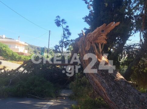 Ηράκλειο: Νέα πτώση δέντρου στη μέση του δρόμου (εικόνες)