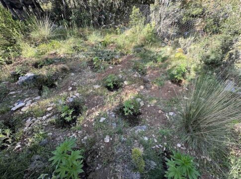 Κρήτη: Εντοπίστηκαν τρεις φυτείες κάνναβης – Αναζητούνται οι δράστες (εικόνες)