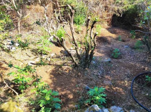Κρήτη: Εντοπίστηκε φυτεία κάνναβης – Αναζητούνται οι δράστες