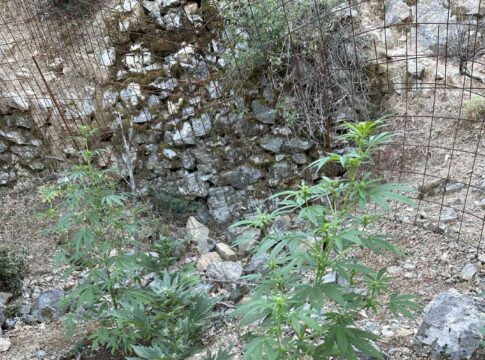 Κρήτη: Εντοπίστηκε φυτεία με δεκάδες δενδρύλλια κάνναβης