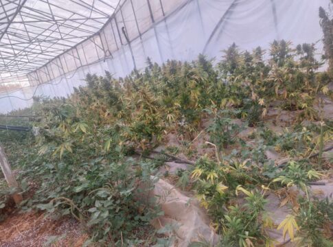 Kρήτη: Καλλιεργούσε σε θερμοκήπιο πάνω από 1000 δενδρύλλια κάνναβης