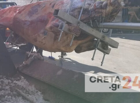 Κρήτη: Τι απαντά ο πρόεδρος του Πολιτιστικού Συλλόγου Καλουδιανών για το σούβλισμα του ταύρου