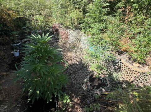 Κρήτη: Βρέθηκε φυτεία με 27 δενδρύλλια κάνναβης – Χειροπέδες σε άνδρα