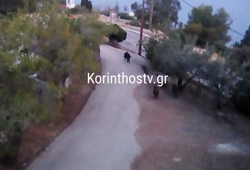 Αγριογούρουνα