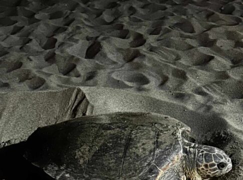 Μοναδική εμπειρία για ζευγάρι στην Κρήτη: Χελώνα καρέτα καρέτα γέννησε τα αυγά της μπροστά στα μάτια τους