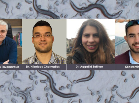 Νέα επιστημονικά δεδομένα αποκαλύπτουν τη σχέση της αναπαραγωγικής ικανότητας με την απόκριση στο μιτοχονδριακό στρες