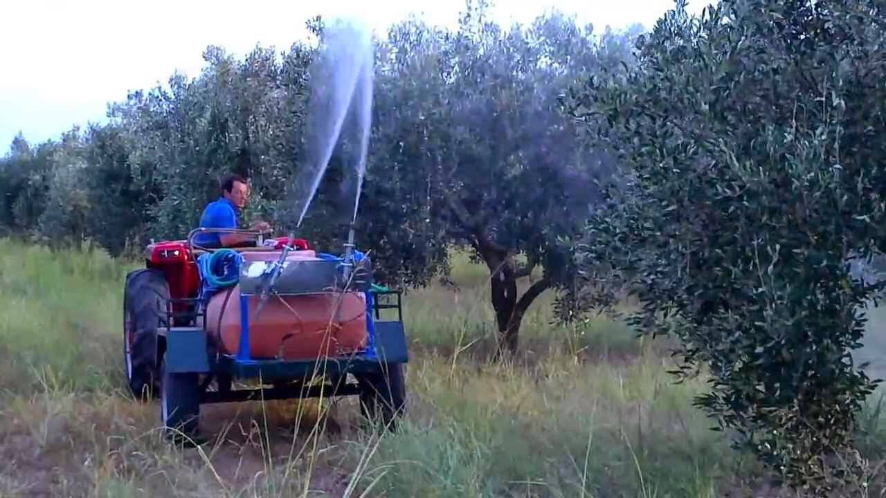 Σφακιά: Τον Ιούλιο η ανάδειξη εργολάβου για τη δακοκτονία – Μέχρι τότε με δικά τους μέσα οι παραγωγοί θα αντιμετωπίσουν τον δάκο