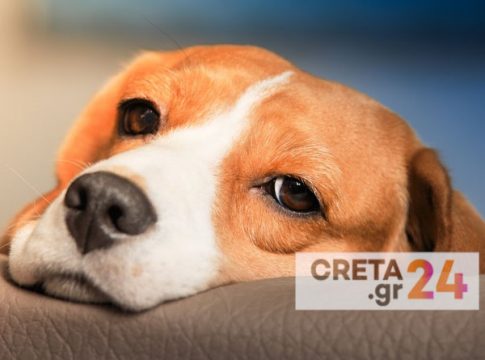 Στο Ηράκλειο η κορυφαία συνάντηση των κτηνιάτρων της Ευρώπης