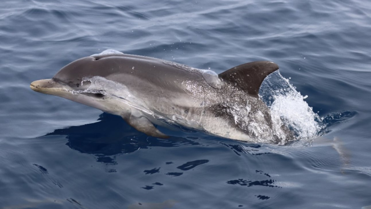 Θεσσαλονίκη: 105 δελφίνια και ένα ενδημικό σαλάχι, καταγράφηκαν στο Θερμαϊκό