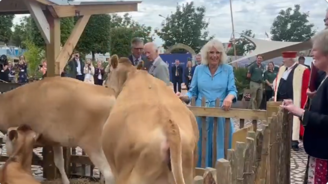 Αγελάδες... καβάλησαν η μία την άλλη, ενώ τις χάιδευε η βασίλισσα Καμίλα