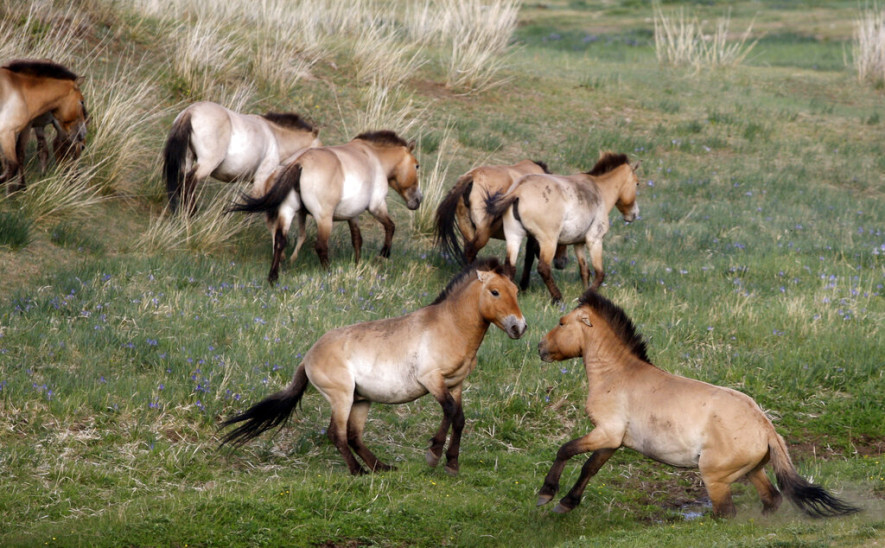 Przewalski