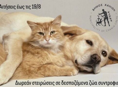 Δωρεάν στειρώσεις σε δεσποζόμενα ζώα συντροφιάς από τον Δήμο Χανίων