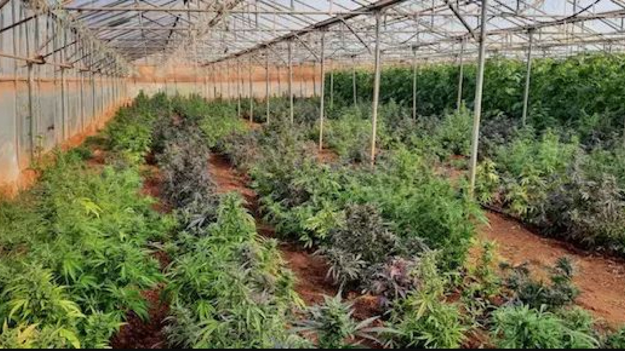 Έκδοση ενταλμάτων σύλληψης για την υπόθεση χασισοφυτείας στον Κουρνά Αποκορώνου