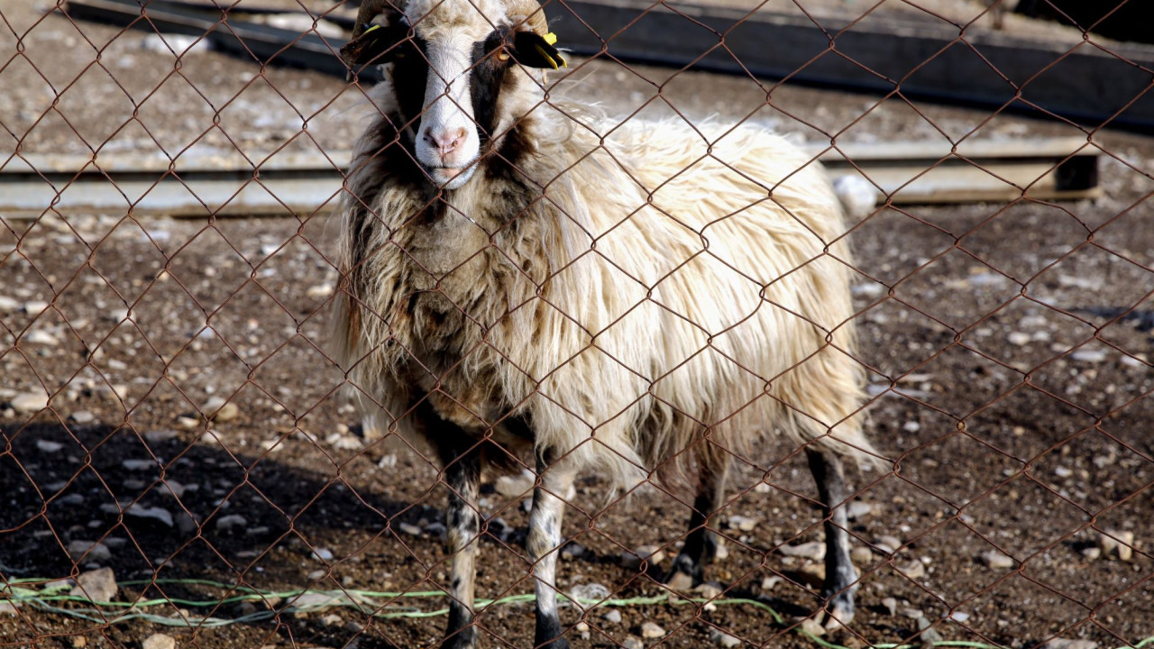 Έρχεται rapid test για την πανώλη με πρωτοβουλία της Περιφέρειας Θεσσαλίας