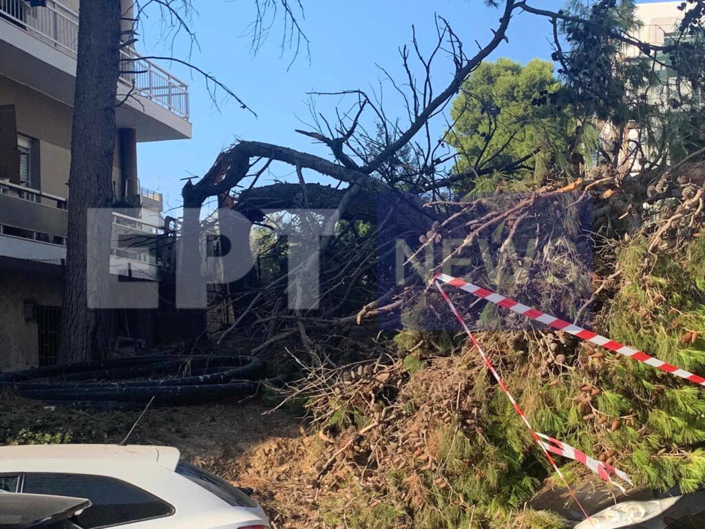 Ηράκλειο: Νέα πτώση δέντρου σε πολυσύχναστο δρόμο