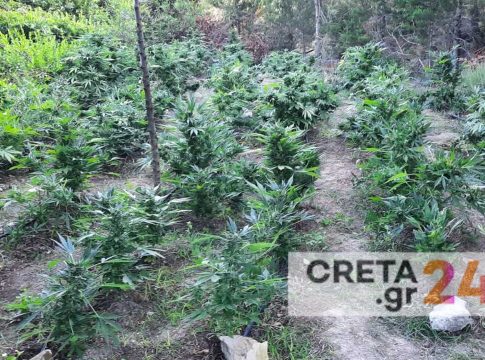 Κρήτη: Εντάλματα σύλληψης για τους εμπλεκόμενους στην χασισοφυτεία «μαμούθ»